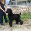 foire-haricots 2011-09-17et18
